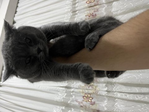 Acil Verilecek Kedimiz 8 Aylık