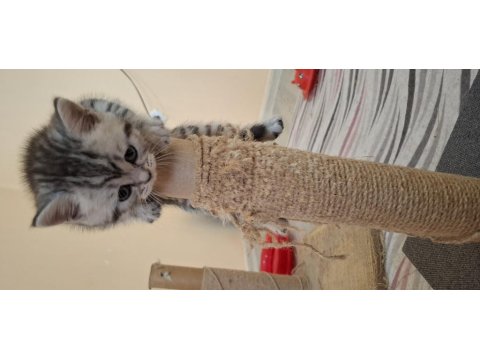 Minnak Kediler Koşuyor