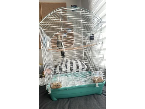 5 Aylık Dişi Sultan Papağanı