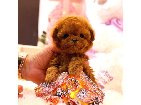 Güzel Kore Poodle Bebeklerim