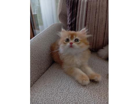 Şecereli Dişi British Longhair Yavrular