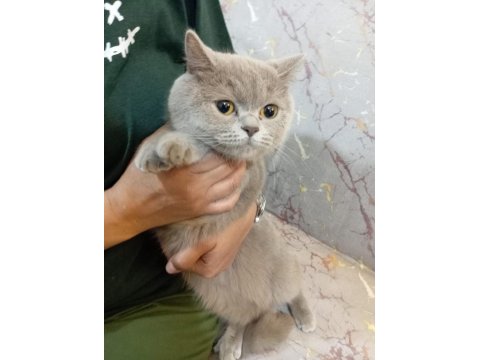 Dişi British Shorthair 11 Aylık