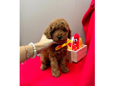 Safkan Toy Poodle Yavru Köpekler