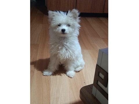 Muhteşem Maltipoo Bebekler