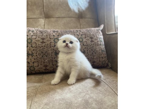 Irk Garantili Scottish Fold Shorthair Silver Bebeğimiz