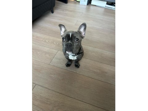 4.5 Aylık French Bulldog Blue Aşılı Karneli