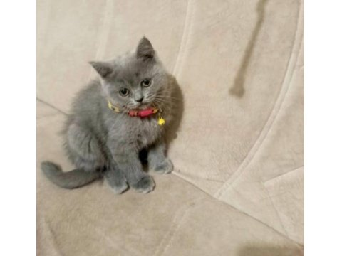 Yavru Kedilerin Mama Tuvalet Eğitimi Verildi