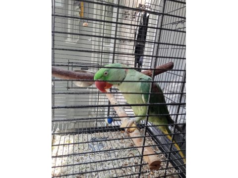 Alexander İskender Papağanı Konuşmaya Yatkın