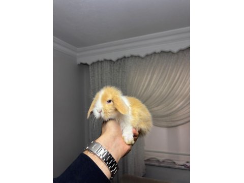 Hollanda Cüce Ve Mini Lop Tavşanlar Her İşe Gönderilir