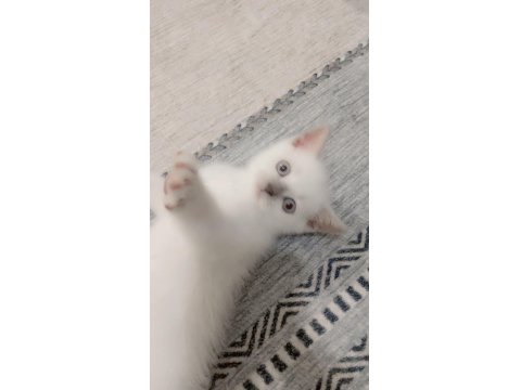 British Shorthair Blue Point