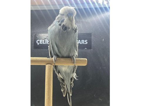 Show Jumbo Muhabbet Kuşu