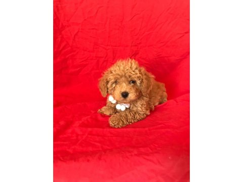 Mini Poodle Yavrular