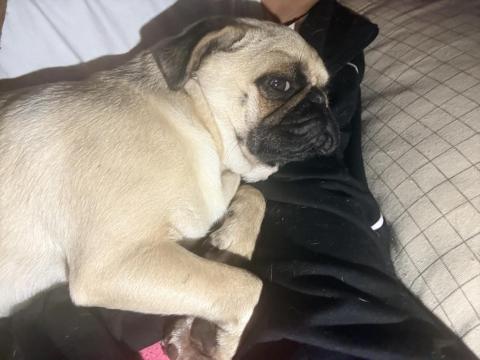 8 Aylık Dişi Çok Enerjik Çok Oyuncu Pug