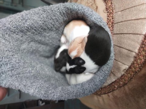 Cüce Tavşan Yavruları (Küçük Irk)