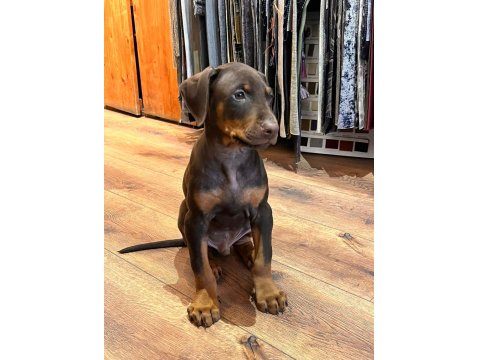 2.5 Aylık Erkek Kızıl Doberman
