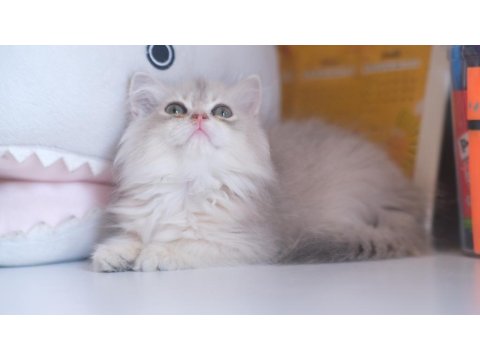 Safkan Şecereli Golden British Longhair Yavrular