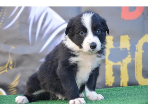 Safkan Border Collie Irk Garantili Yavru Köpekler
