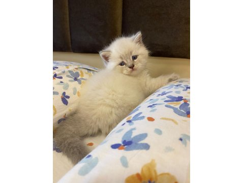 Blue Point Kedilerim Sahibini Arıyor