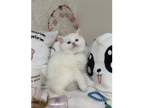 Kar Gibi British Shorthair