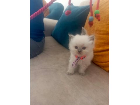 1 Aylık British Longhair