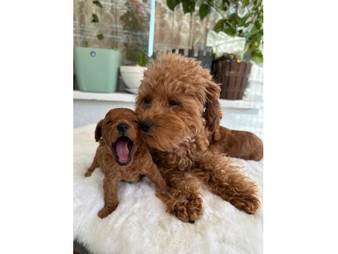 Orijinal Tea Cup Poodle