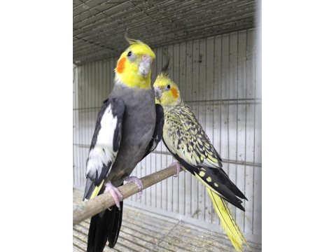 Hazır Takım Sultan Papağanlar