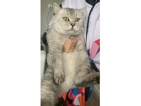 Kedimiz Ücretsizdir Ömürlük Yuva