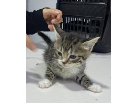 İki Tane Yavru Kedimize Acil Yuva