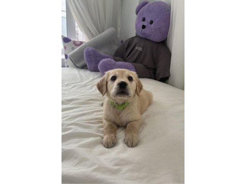 Irk Garantili Golden Retriever Yavru - Tüm Eşyalarıyla Teslim
