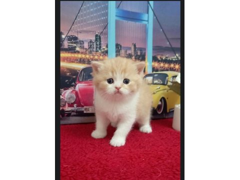 British Shorthair Yavrular