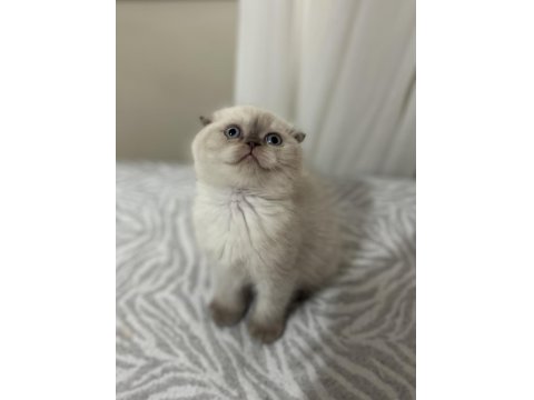Ayı Surat Bebek Scottish Fold