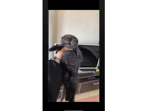 Safkan Ayı Surat Siyah Scottish Fold Yavrumuz