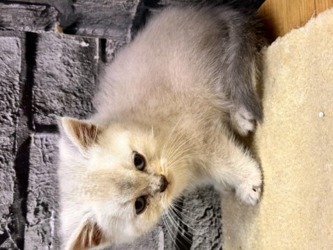 British Shorthair Lynx Point