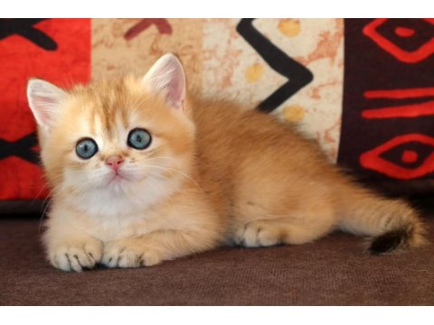 Efsanevi Güzellikte Golden British Shorthair