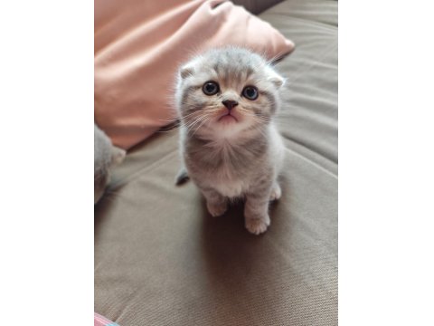 British Shorthair Ve Scottish Bebeklerimiz