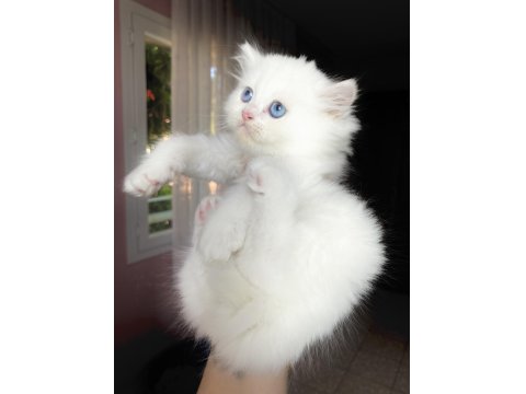 Safkan Beyaz British Longhair Erkek