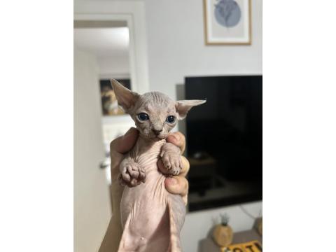 Safkan Sfenks Yavruları