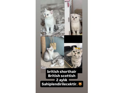 British Shorthair Ve British Scottish 2 Aylık