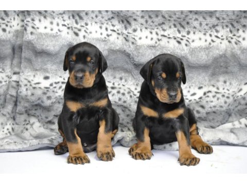 Üst Kalite Doberman Yavruları
