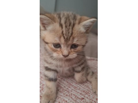 Kırçıllı Dişi British Shorthair Yavru
