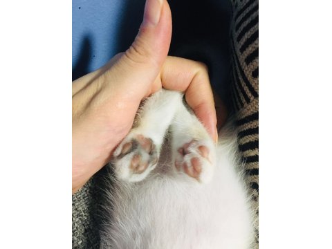 2 Aylık British Yavrumuza Yuva