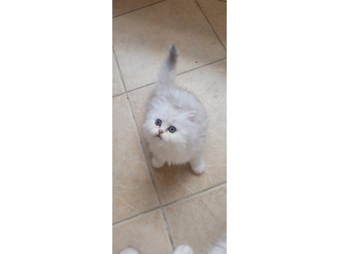 Güzel Chinchilla Yavruları