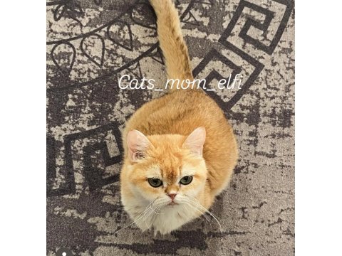 Kibar British Shorthair Golden Kızım Melanie
