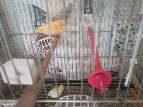 Yarı Tepeli Çift Kanarya