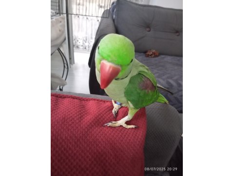 Alexander İskender Papağanı Konuşmaya Yatkın