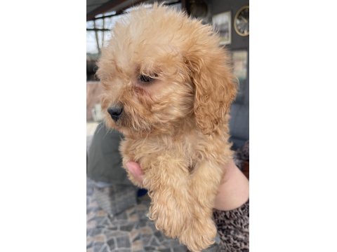 Bursa'nın En Güzel Maltipoo Bebekleri