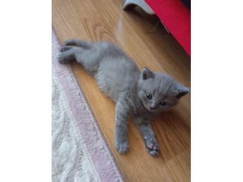 Renk Renk Erkek Ve Dişi British Shorthair Bebekleri