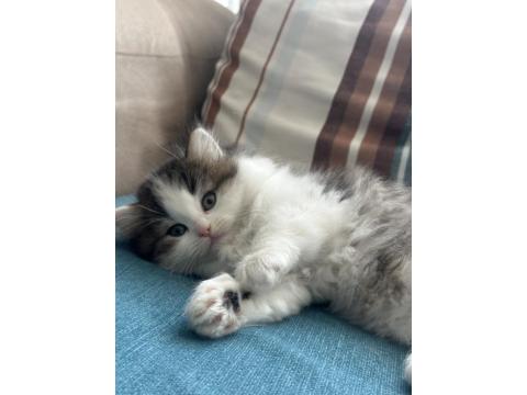 1.5 Aylık British Longhair Melek Gibi Yavru