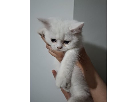 Kendi Kedilerim Acil Sahiplendirilecektir