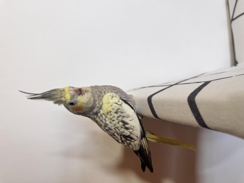 Sultan Papağanı Sahiplendirilecek Kuşlar